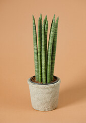 Sansevieria Cylindrica in Minimalist Clay Pot on Warm Background