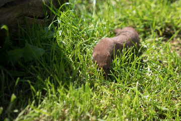 Least Weasel (Mustela nivalis)