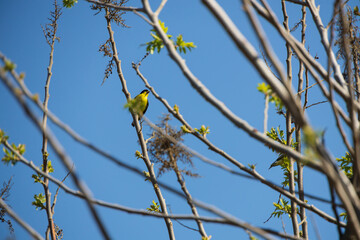 Yellow breasted bird sitting in a tree