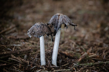 mushroom in the forest