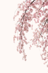 Drooping pink cherry branches on white background