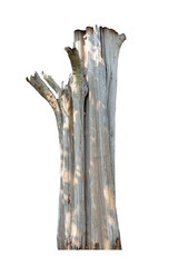 Old tree trunk. Dead tree isolated on white background. Barn tree,  Stump isolated.
