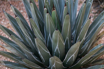 Obraz premium Agave victoriae-reginae