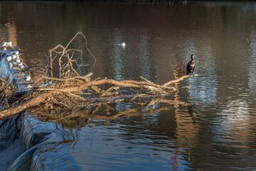 Cormorant standing on a fallen tree stuck in the weir on the River Wear in Durham