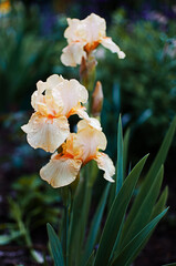 Irises are wonderful flowers to decorate the yard near the gazebo or in the garden