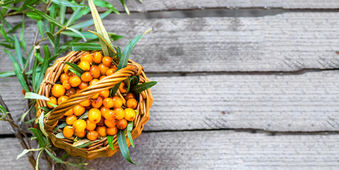 Yellow berries Hippophae and leaves. basket of sea buckthorns. Harvest sallowthorn. Collecting ripe...