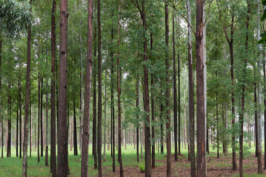 trees in the forest
