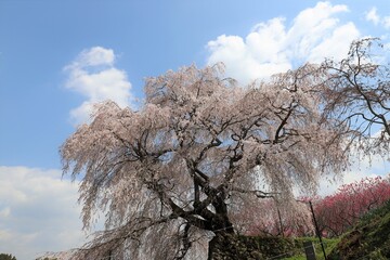 奈良県　満開の又兵衛桜