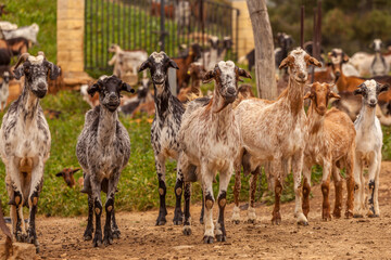 Naklejka na ściany i meble group of goats