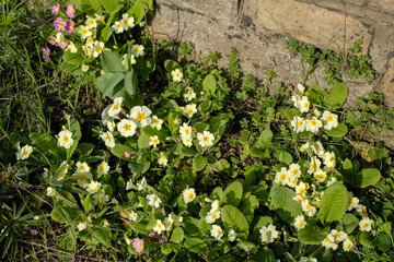 A Group of Yellow Primroses Flowering in the Spring Sunshine