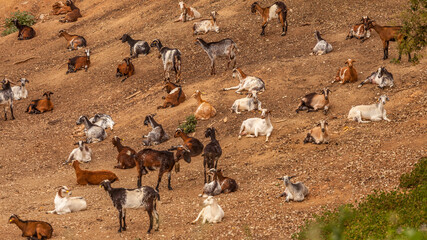 herd of goats