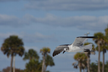 Laughing gull in flight at Lido Key Beach, Sarasota, Florida, USA. Adult Laughing gull in winter.
