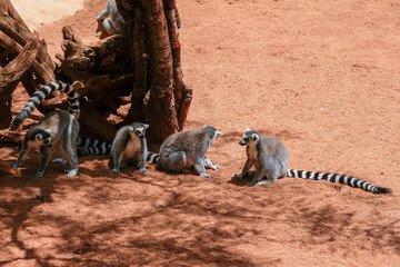 FUENGIROLA, ANDALUCIA/SPAIN - JULY 4 : Ring-tailed Lemurs (Lemur catta) at the Bioparc in Fuengirola Costa del Sol Spain on July 4, 2017 © philipbird123