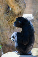FUENGIROLA, ANDALUCIA/SPAIN - JULY 4 : Chimpanzee resting in the Bioparc in Fuengirola Costa del Sol Spain on July 4, 2017