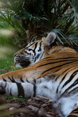 FUENGIROLA, ANDALUCIA/SPAIN - JULY 4 : Siberian Tiger (Panthera tigris altaica) or Amur Tiger Costa del Sol Spain on July 4, 2017