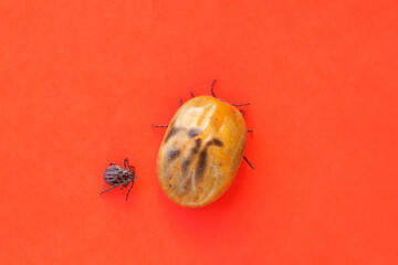 Infected tick Dermacentor and female tick dangerous insect after a bite and full of blood on red background. Parasitic mite. Tick-borne diseases.