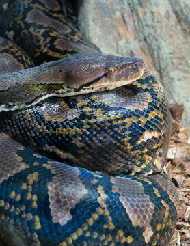 FUENGIROLA, ANDALUCIA/SPAIN - JULY 4 : Reticulated Python (Python reticulatus) in the Bioparc Fuengirola Costa del Sol Spain on July 4, 2017