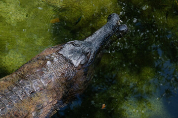 FUENGIROLA, ANDALUCIA/SPAIN - JULY 4 : Tomistoma (Tomistoma schlegelii) Resting at the Bioparc Fuengirola Costa del Sol Spain on July 4, 2017