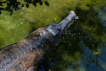 FUENGIROLA, ANDALUCIA/SPAIN - JULY 4 : Tomistoma (Tomistoma schlegelii) Resting at the Bioparc Fuengirola Costa del Sol Spain on July 4, 2017
