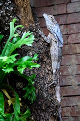 FUENGIROLA, ANDALUCIA/SPAIN - JULY 4 : Tree Lizard at the Bioparc Fuengirola Costa del Sol Spain on July 4, 2017