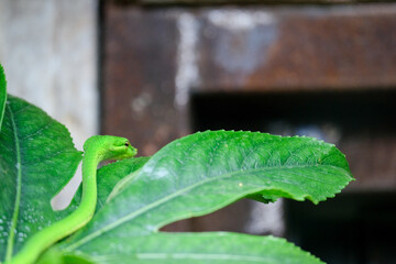 FUENGIROLA, ANDALUCIA/SPAIN - JULY 4 : Green Mamba (Dendroaspis angusticeps) at the Bioparc Fuengirola Costa del Sol Spain on July 4, 2017