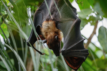FUENGIROLA, ANDALUCIA/SPAIN - JULY 4 : Flying Fox Bat (Pteropus) at the Bioparc in Fuengirola Costa del Sol Spain on July 4, 2017