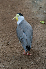 FUENGIROLA, ANDALUCIA/SPAIN - JULY 4 : Masked Lapwing (Vanellus miles) at the Bioparc Fuengirola Costa del Sol Spain on July 4, 2017