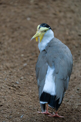 FUENGIROLA, ANDALUCIA/SPAIN - JULY 4 : Masked Lapwing (Vanellus miles) at the Bioparc Fuengirola Costa del Sol Spain on July 4, 2017