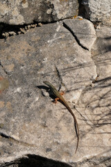 Algerian Sand Lizard (Psammodromus algirus) Mount Calamorro near Benalmadena Spain