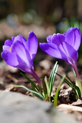 Purple crocus vernus flower peeking through the grass and mulch in early spring