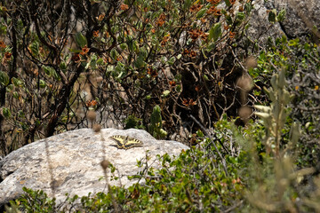 Swallowtail Butterfly at Mount Calamorro near Benalmadena Spain