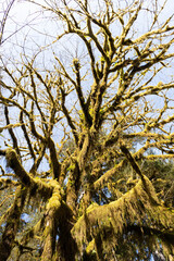 Moss covered tree branches with sun shining through them in Olympic National Park.