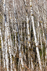 A forest of white bark trees accented with moss in the Hoh Rainforest of Olympic National Park.