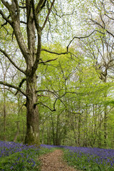 Bluebells in Staffhurst Woods near Oxted Surrey