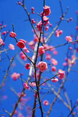 Pink flower blooms of the Japanese ume apricot tree, prunus mume