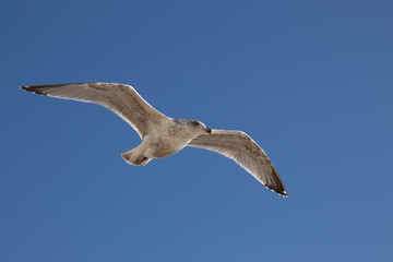 Common Gull (Larus canus) in flight at Worthing