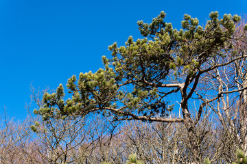 Pine tree in winter against a brilliant blue sky