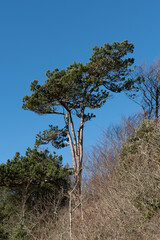Pine tree in winter against a brilliant blue sky