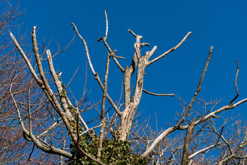 Dead tree in winter against a brilliant blue sky