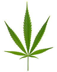 Marijuana or Cannabis green leaf. Hemp plant growing. Medical marijuana sativa or indica. Organic cannabis sprout. Legalized drugs. United States Decriminalize. Macro photo. Isolated white background 