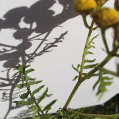 tansy branch - picturesque minimalism of shadows