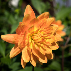 Orange Dahlia in Full Bloom