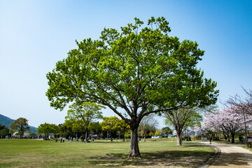 新緑の公園にある一本の木
