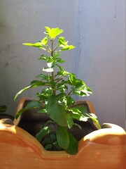 Tulsi plant in a pot (holy basil)