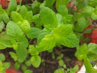 Herbal Mint plant leaves close-up