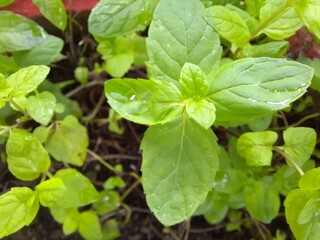 Mint plant in a pot