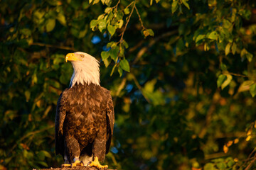 Bald Eagle