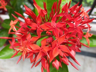 Fresh Red Ixora Flowers Bunch