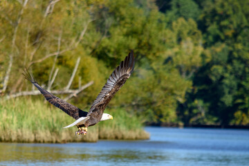 Bald Eagle