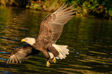 Bald Eagle